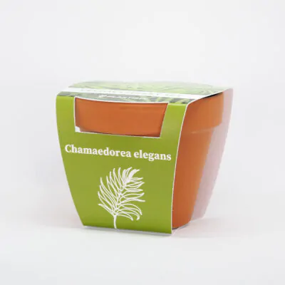 Pestovateľský set Chamaedorea elegans chamaedorea elegans pestovatelsky set zo semien semienka izbovych rastliny