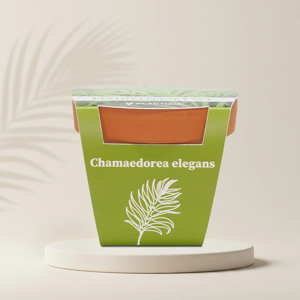 Pestovateľský set Chamaedorea elegans