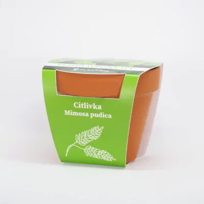 citlivka mimosa pudica pestovatelsky set zo semien semienka izbovych rastlin