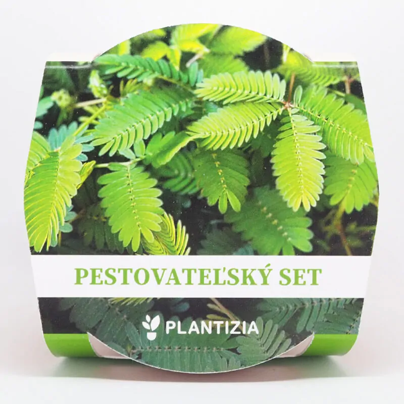 citlivka mimosa pudica pestovatelsky set zo semien semienka izbovych rastlin