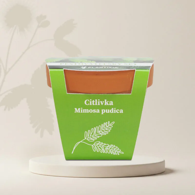citlivka mimosa pudica pestovatelsky set zo semien semienka izbovych rastlin
