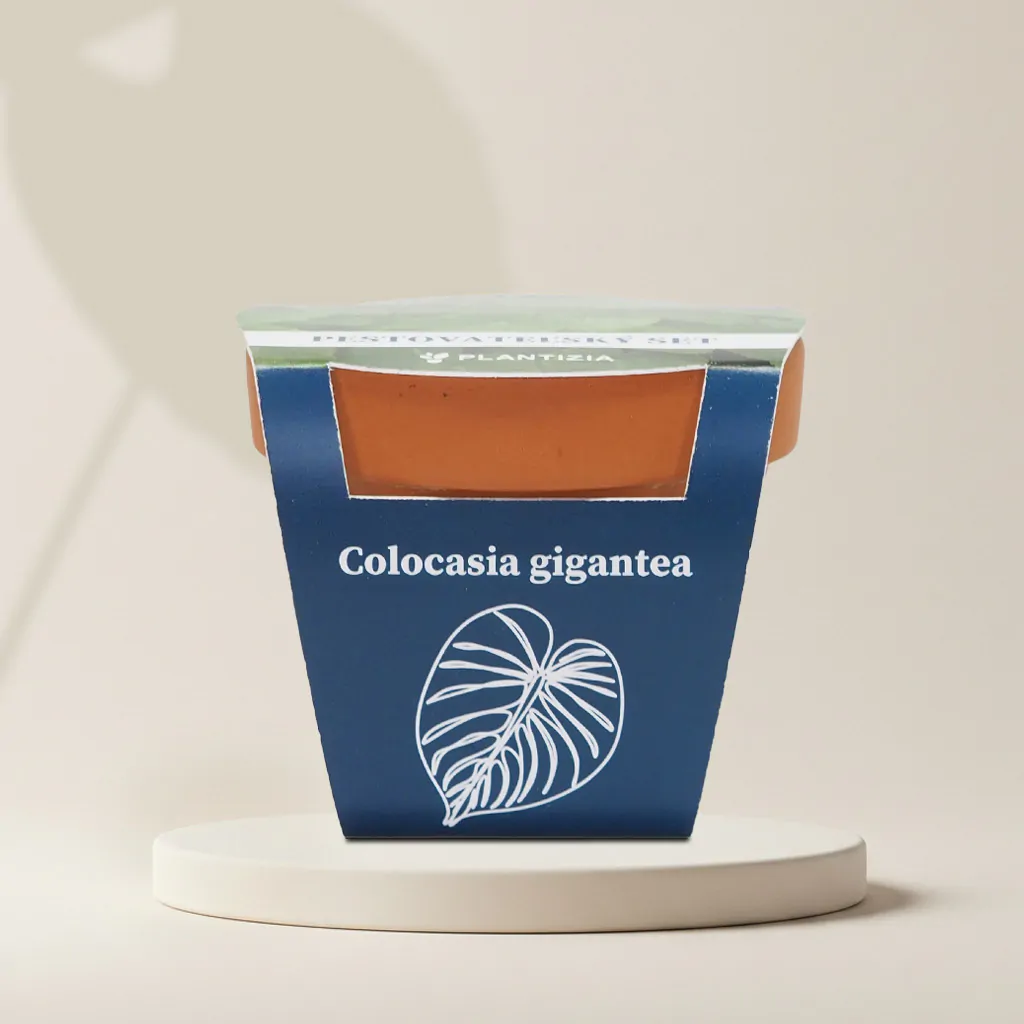 Pestovateľský set Colocasia gigantea