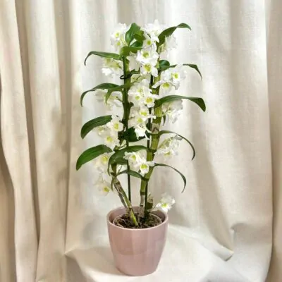 dendrobium nobile white biela orchidea