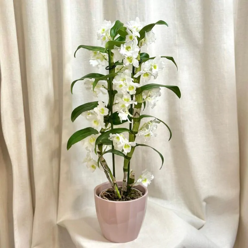 dendrobium nobile white biela orchidea