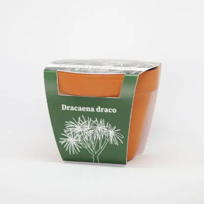 Pestovateľský set Dracaena draco pestovatelsky set dracaena draco draci strom zo semien semena izbovych rastlin