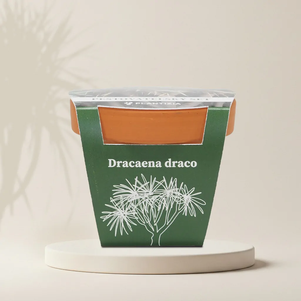 Pestovateľský set Dracaena draco
