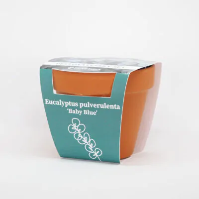 eucalyptus pulverentula baby blue pestovatelsky set zo semien semienka izbovych rastlin