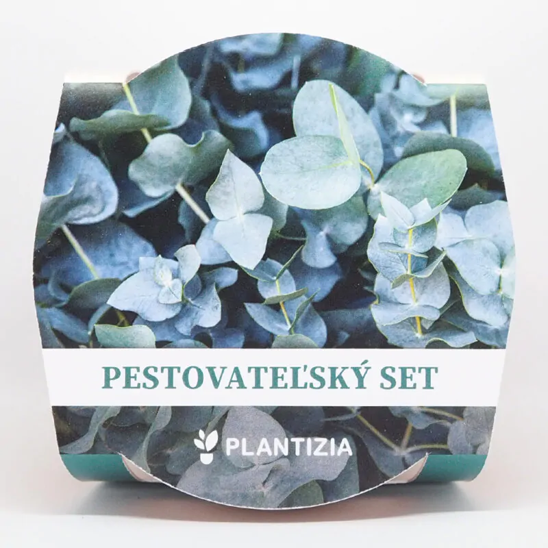 eucalyptus pulverentula baby blue pestovatelsky set zo semien semienka izbovych rastlin
