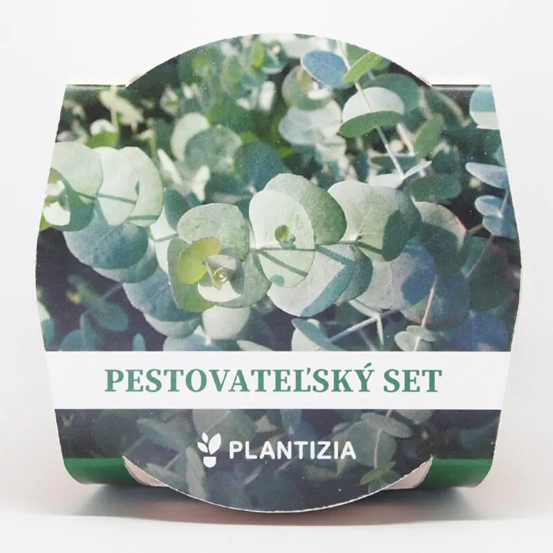 eucalyptus cinerea pestovatelsky set zo semien semienka izbovych rastlin