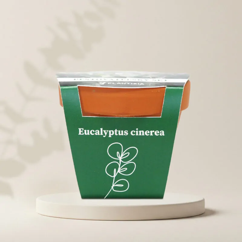 eucalyptus cinerea pestovatelsky set zo semien semienka izbovych rastlin