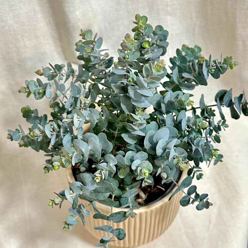 eukalyptus cinerea