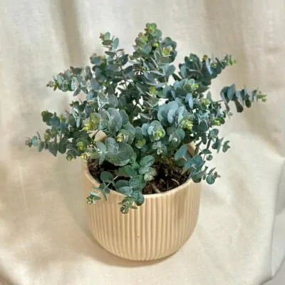 eukalyptus cinerea