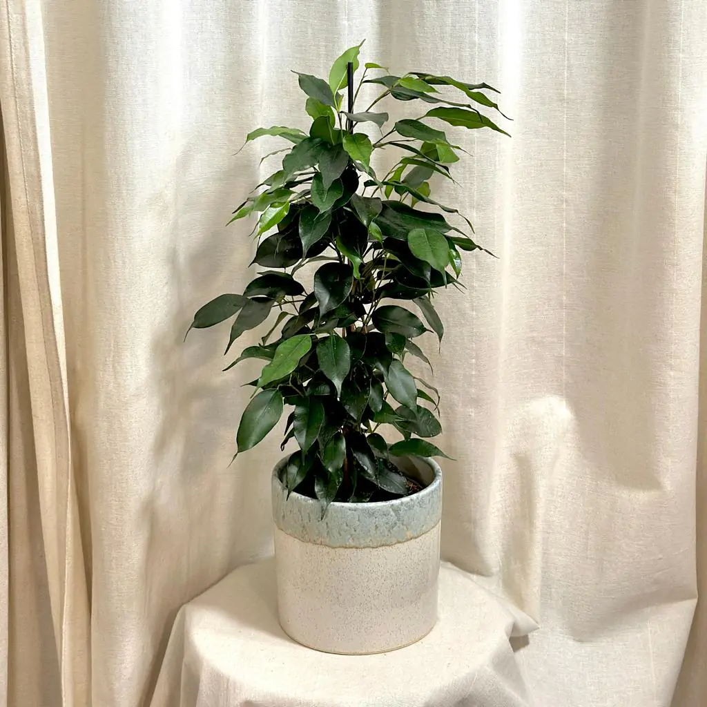 Ficus benjamina ‘Danielle’