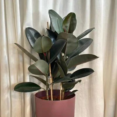ficus elastica abidjan trojstonkovy