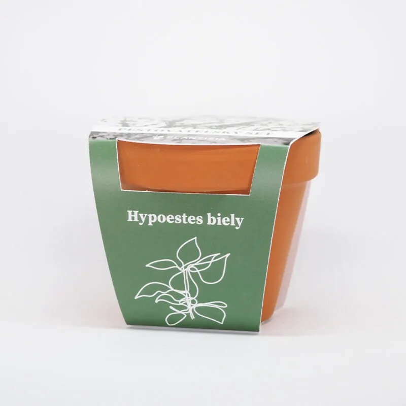 hypoestes biely pestovatelsky set zo semien semienka izbovych rastlin