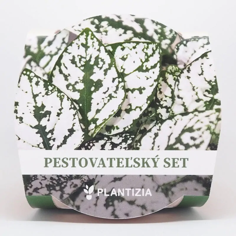 hypoestes biely pestovatelsky set zo semien semienka izbovych rastlin