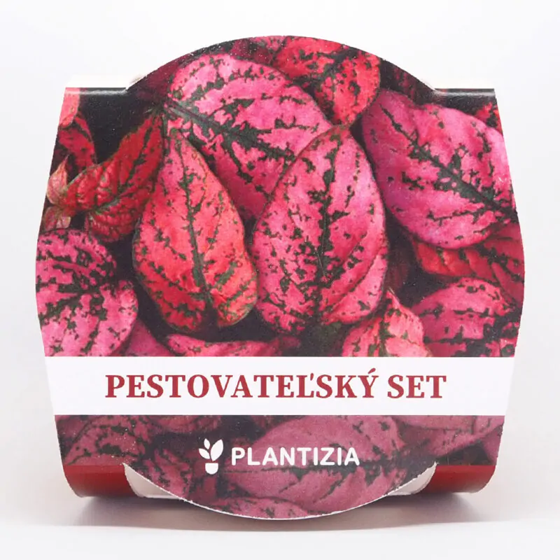 hypoestes cerveny pestovatelsky set zo semien semienka izbovych rastlin