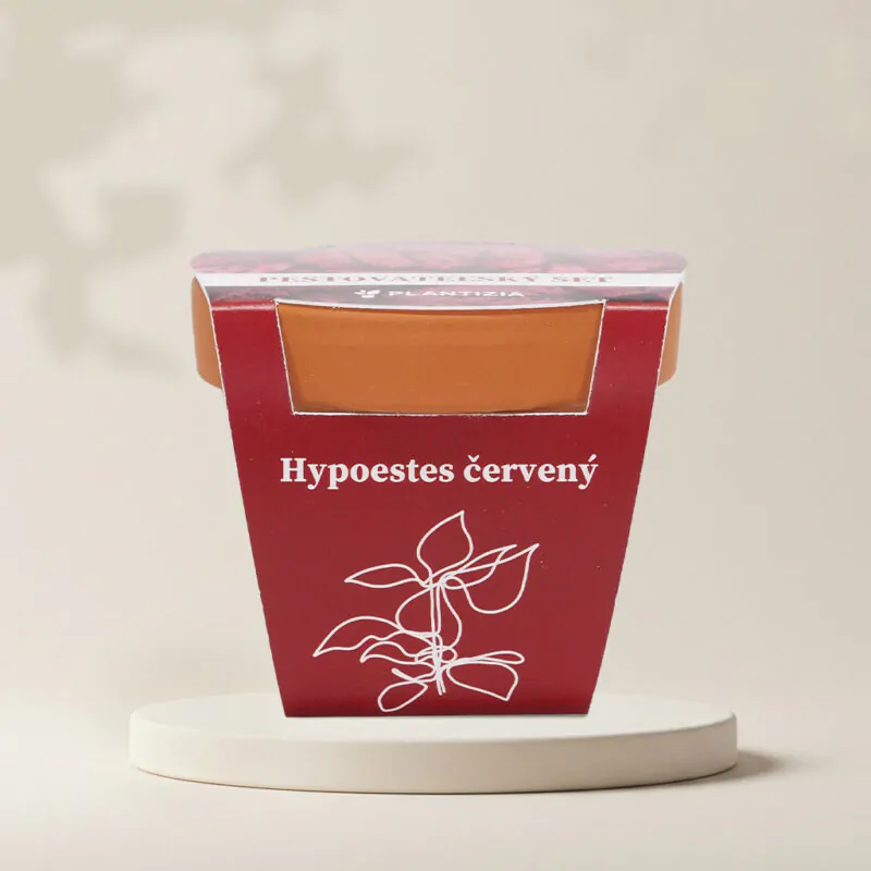 hypoestes cerveny pestovatelsky set zo semien semienka izbovych rastlin