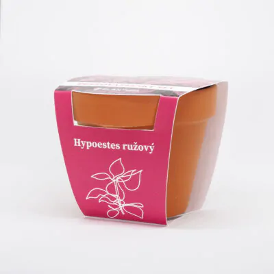 hypoestes ruzovy pestovatelsky set zo semien semienka izbovych rastlin