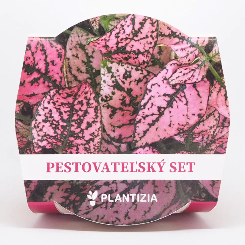 hypoestes ruzovy pestovatelsky set zo semien semienka izbovych rastlin