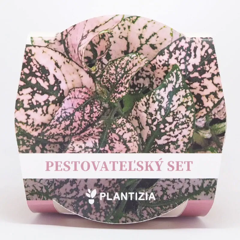 hypoestes svetloruzovy pestovatelsky set zo semien semienka izbovych rastlin