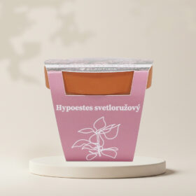 Pestovateľský set Hypoestes svetloružový