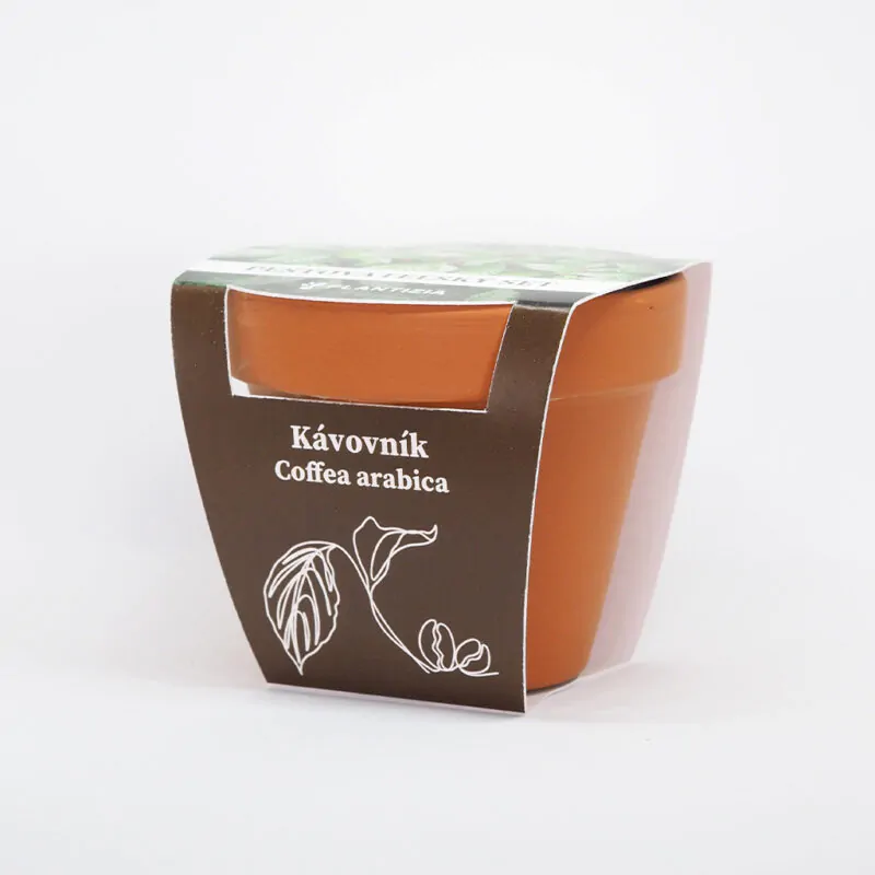 pestovatelsky set kavovnik coffea arabica zo semien semena izbovych rastlin