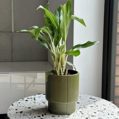 keramicky kvetinac zeleny na izbove rastliny