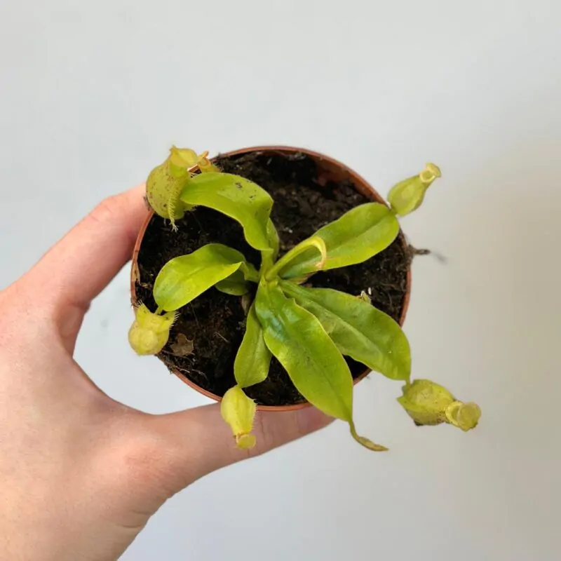 masozrava rastlina nepenthes x hookeriana masozravka