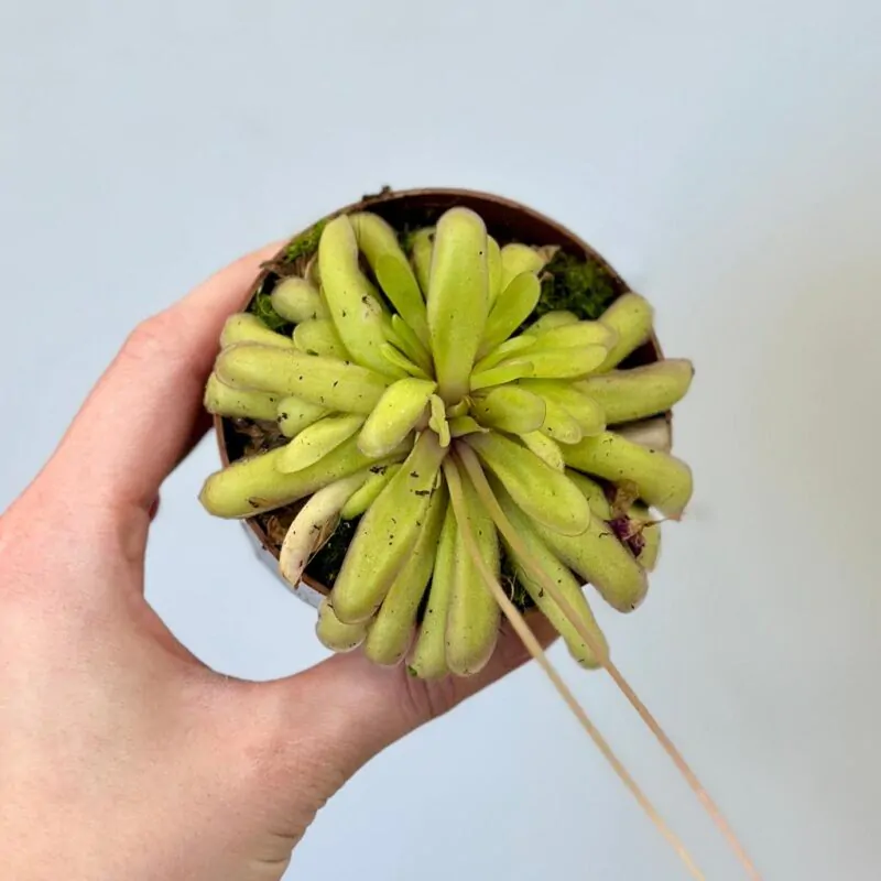 pinguicula Anna masozrava rastlina