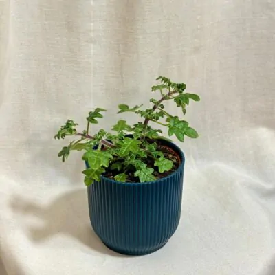 Migrénovník / Iboza species tetradenia