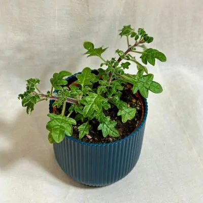 Migrénovník / Iboza species tetradenia