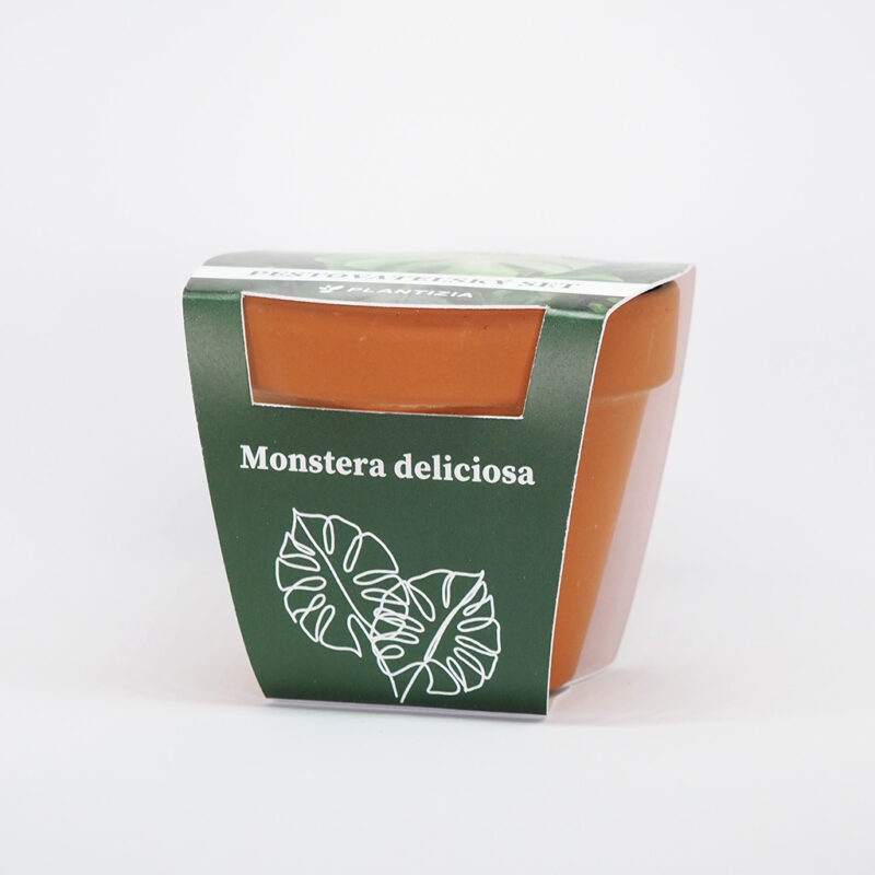 monstera deliciosa pestovatelsky set zo semien semienka izbovych rastlin