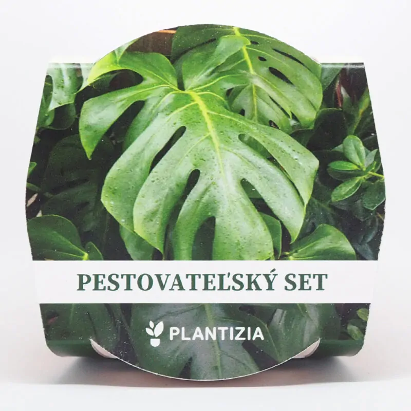 monstera deliciosa pestovatelsky set zo semien semienka izbovych rastlin