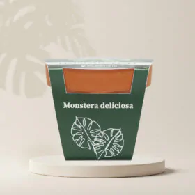 Pestovateľský set Monstera deliciosa