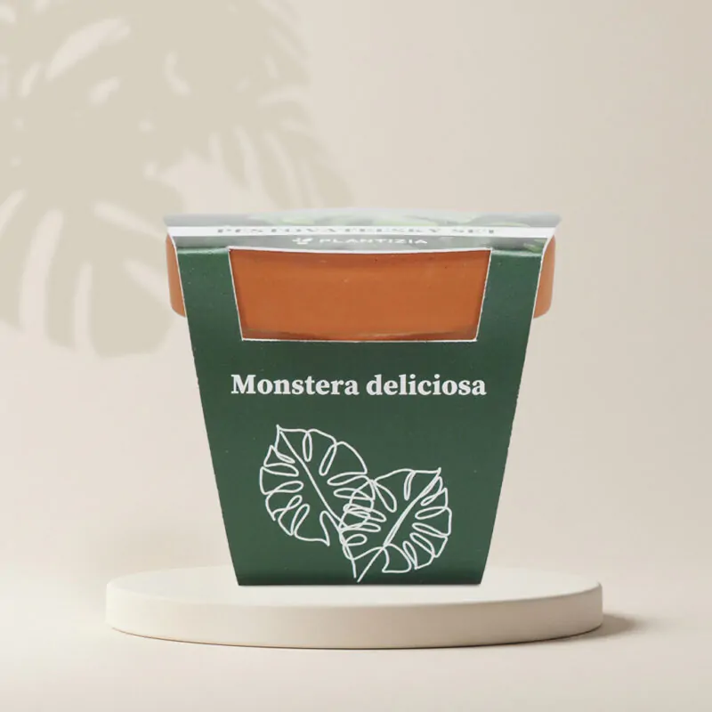 monstera deliciosa pestovatelsky set zo semien semienka izbovych rastlin