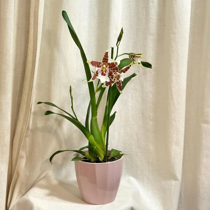 orchidea aliceara kvitnuca izbova rastlina