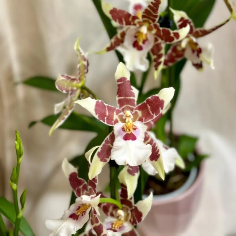 orchidea aliceara kvitnuca izbova rastlina