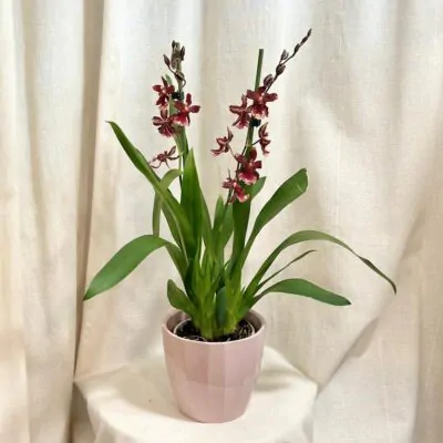 orchidea cambria farebna kvitnuca rastlina