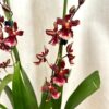 orchidea cambria farebna kvitnuca rastlina