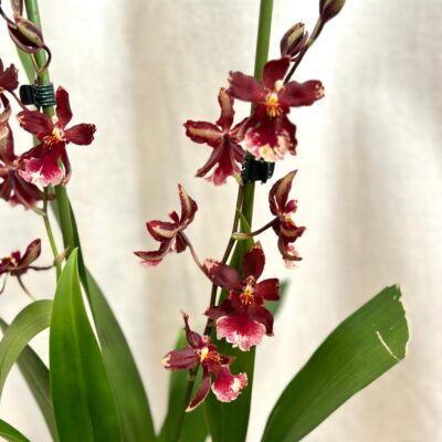 orchidea cambria farebna kvitnuca rastlina