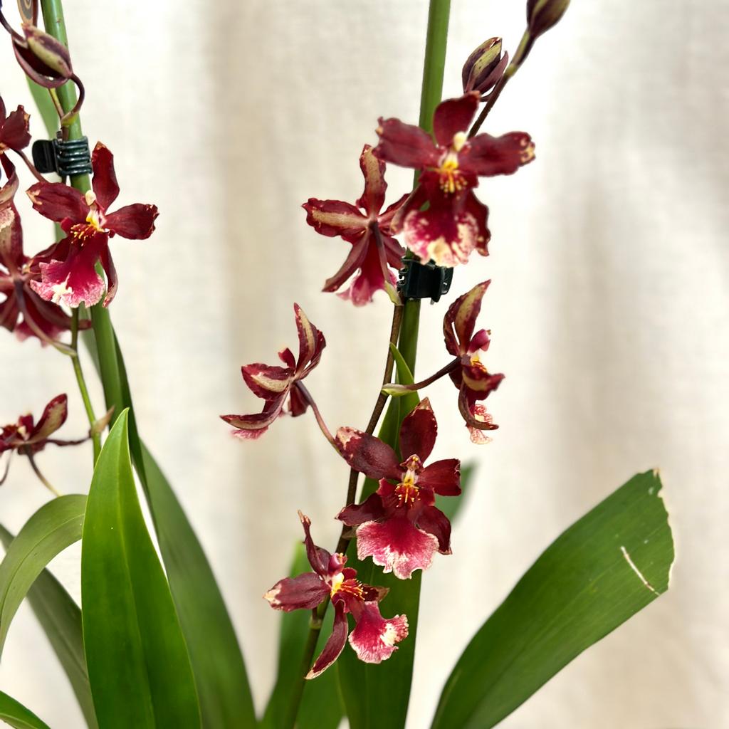 Orchidea Cambria ‘Barrocco Red’