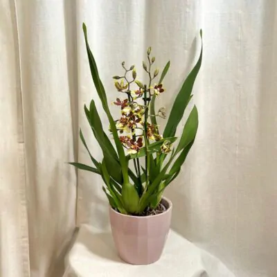 Orchidea Cambria ‘Hot Chocolate’ orchidea cambria kvitnuca izbova rastlina
