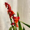 Orchidea Cambria ‘Samba Exotica’ orchidea cambria kvitnuca izbova rastlina
