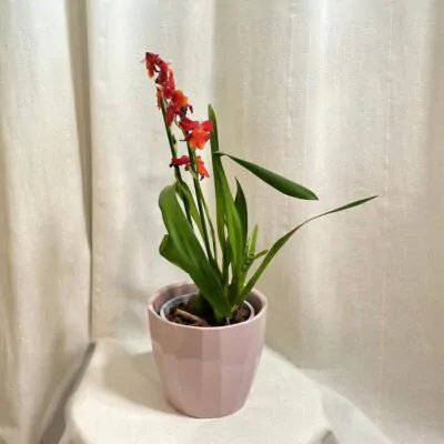 Orchidea Cambria ‘Samba Exotica’ orchidea cambria kvitnuca izbova rastlina
