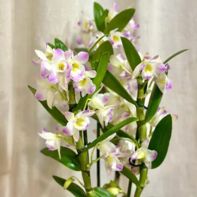 orchidea dendrobium nobile kvitnuca izbova rastlina