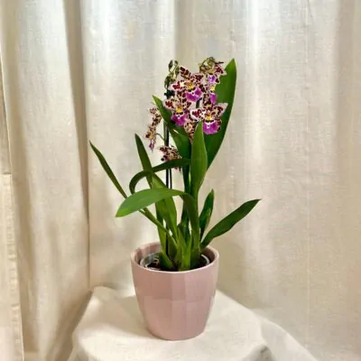 Orchidea Oncidium ‘Crispy Pink’ orchidea oncidioum kvitnuca izbova rastlina