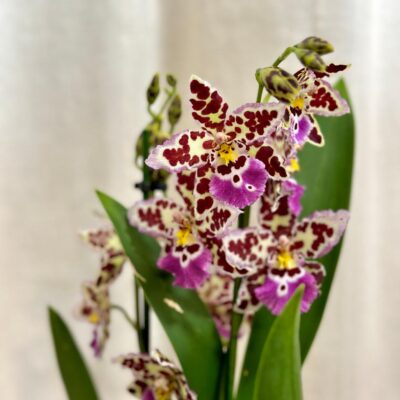 orchidea oncidioum kvitnuca izbova rastlina