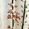 orchidea oncidium farebna kvitnuca rastlina