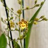 orchidea oncidium farebna izbova kvitnuca rastlina